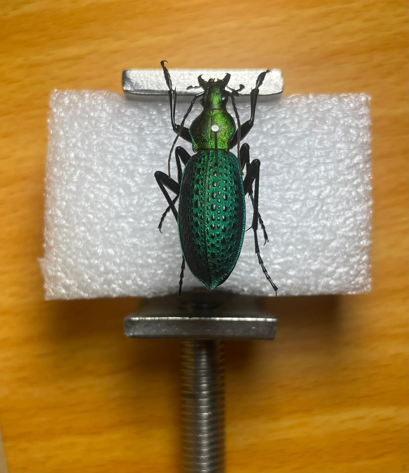 步甲怎么进屋的