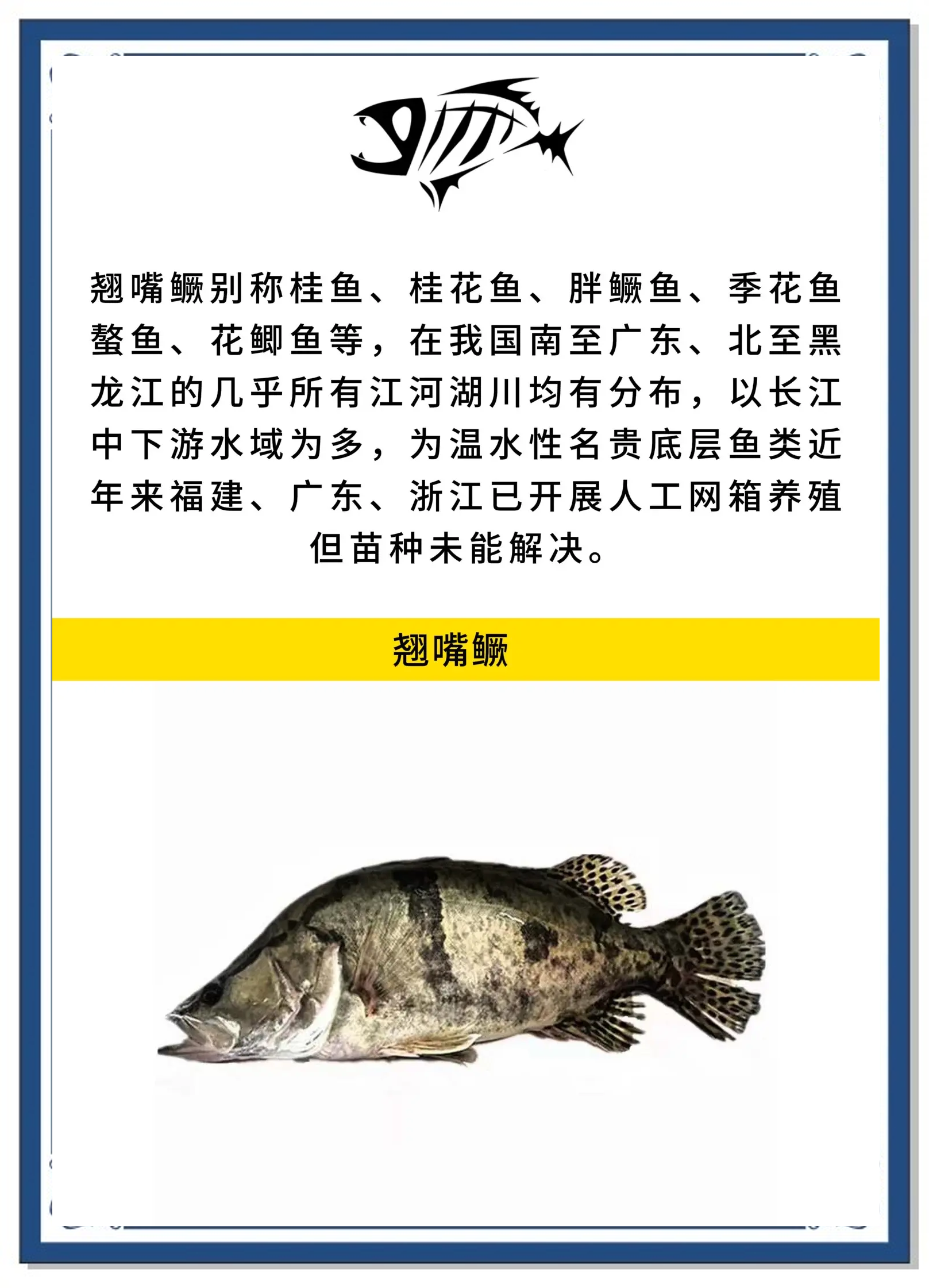 鲫花鱼介绍